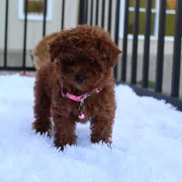 Sasha, a female Poodle - Toy  for sale in Millersburg, OH – Photo 5 of 10