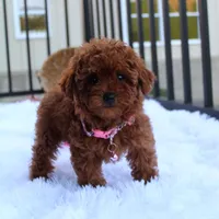 Sasha, a female Poodle - Toy  for sale in Millersburg, OH – Photo 9 of 10