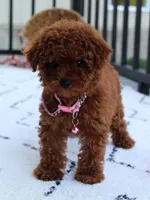 Sasha, a female Poodle - Toy  for sale in Millersburg, OH – Photo 6 of 10