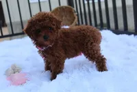 Sasha, a female Poodle - Toy  for sale in Millersburg, OH – Photo 4 of 10