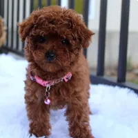 Sasha, a female Poodle - Toy  for sale in Millersburg, OH – Photo 8 of 10