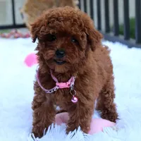 Sasha, a female Poodle - Toy  for sale in Millersburg, OH – Photo 3 of 10
