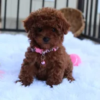 Sasha, a female Poodle - Toy  for sale in Millersburg, OH – Photo 1 of 10