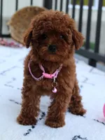 Sasha, a female Poodle - Toy  for sale in Millersburg, OH – Photo 7 of 10