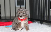 Banjo, a male Poodle - Miniature  for sale in Millersburg, OH – 6 of 9