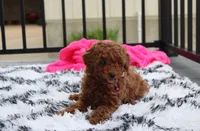Sally, a female Poodle - Miniature  for sale in Millersburg, OH – 7 of 10