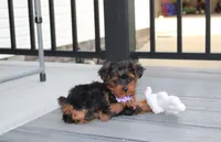 Elsa, a female Yorkipoo for sale in Millersburg, OH – 8 of 8