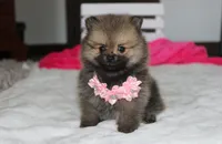 Zoey, a female Pomeranian for sale in Millersburg, OH – 2 of 10