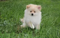 Layla, a female Pomeranian for sale in Millersburg, OH – 5 of 8