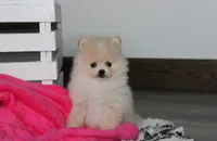 Raine, a female Pomeranian for sale in Millersburg, OH – 3 of 10