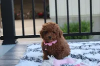 Sasha , a female Poodle - Miniature  for sale in Millersburg, OH – 2 of 10