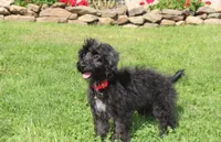 Ranger, a male Yorkipoo for sale in Millersburg, OH – 8 of 8