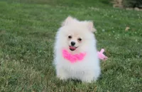 Ruby, a female Pomeranian for sale in Millersburg, OH – 2 of 7
