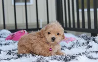 Kira, a female Maltipoo for sale in Millersburg, OH – 4 of 4