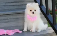 Khloe , a female Pomeranian for sale in Millersburg, OH – 8 of 10