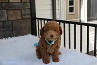 Flynn , a male Bichpoo for sale in Millersburg, OH – 3 of 4