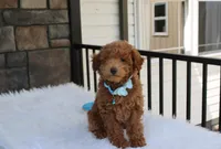 Flynn , a male Bichpoo for sale in Millersburg, OH – 4 of 4