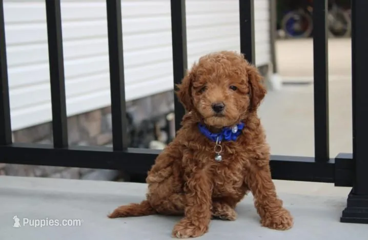 Flynn  – Bichpoo puppy for sale in Millersburg, OH