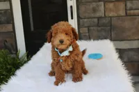 Flynn , a male Bichpoo for sale in Millersburg, OH – 2 of 4