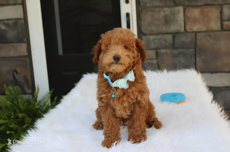 Flynn  – Bichpoo puppy for sale in Millersburg, OH