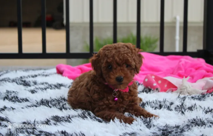 Sally – Poodle - Miniature  puppy for sale in Millersburg, OH