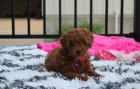 Sally, a female Poodle - Miniature  for sale in Millersburg, OH – 1 of 10