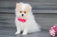 Roxy, a female Pomeranian for sale in Millersburg, OH – 7 of 7