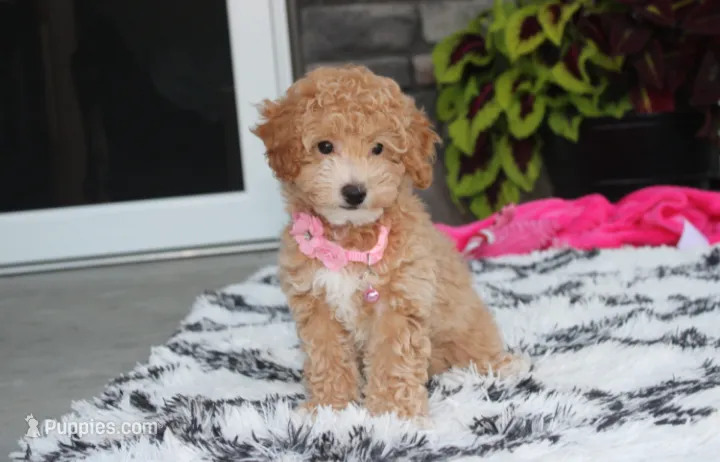Kallista  – Bichpoo puppy for sale in Millersburg, OH