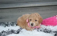 Kallista , a female Bichpoo for sale in Millersburg, OH – 2 of 6