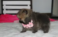 Zoey, a female Pomeranian for sale in Millersburg, OH – 6 of 10