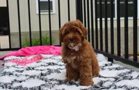 Penny , a female Cockapoo for sale in Millersburg, OH – 4 of 7