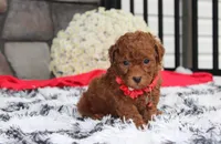 Simba, a male Bichpoo for sale in Millersburg, OH – 2 of 8