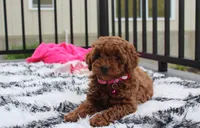 Sally, a female Poodle - Miniature  for sale in Millersburg, OH – 9 of 10
