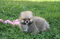 Bonnie, a female Pomeranian for sale in Millersburg, OH – 10 of 10