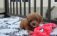 Kirian, a male Bichpoo for sale in Millersburg, OH – 8 of 9