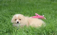 Lexi, a female Pomeranian for sale in Millersburg, OH – 3 of 6