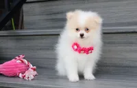 Roxy, a female Pomeranian for sale in Millersburg, OH – 5 of 7