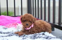 Sasha , a female Poodle - Miniature  for sale in Millersburg, OH – 9 of 10