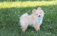 Teddy , a male Pomeranian for sale in Millersburg, OH – 1 of 9
