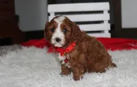 Mika, a male Cavapoo for sale in Millersburg, OH – 9 of 9