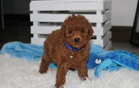 Simba, a male Poodle - Miniature  for sale in Millersburg, OH – 2 of 5