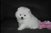 Tessa, a female Pomeranian for sale in Millersburg, OH – Photo 8 of 9