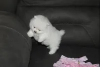 Tessa, a female Pomeranian for sale in Millersburg, OH – Photo 5 of 9