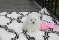 Tessa, a female Pomeranian for sale in Millersburg, OH – Photo 4 of 9