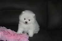 Tessa, a female Pomeranian for sale in Millersburg, OH – Photo 6 of 9