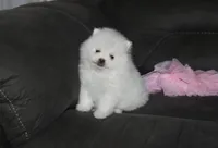 Tessa, a female Pomeranian for sale in Millersburg, OH – Photo 3 of 9