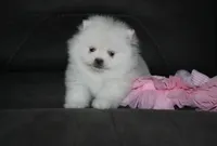 Tessa, a female Pomeranian for sale in Millersburg, OH – Photo 7 of 9