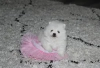 Tessa, a female Pomeranian for sale in Millersburg, OH – Photo 1 of 9