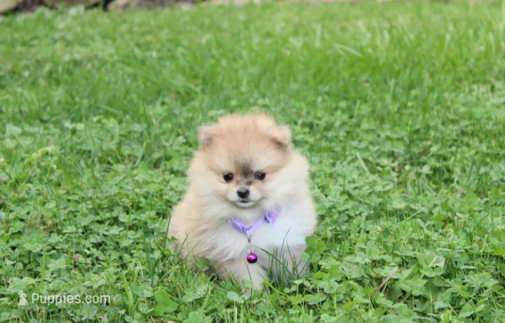 Honey – Pomeranian puppy for sale in Millersburg, OH