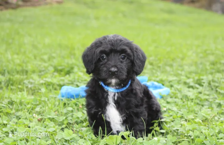 Ranger – Yorkipoo puppy for sale in Millersburg, OH
